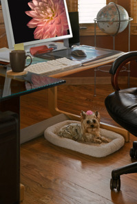 Dog in Workplace (00313984).jpg